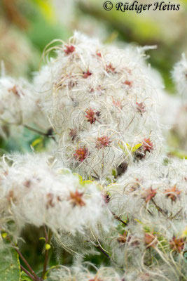 Clematis vitalba (Gewöhnliche Waldrebe), 1.10.2023