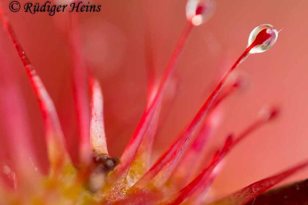 Drosera rotundifolia (Rundblättriger Sonnentau), 8.8.2016