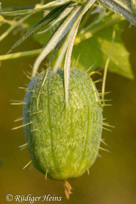 Echinocystis lobata (Stachelgurke), 20.8.2024