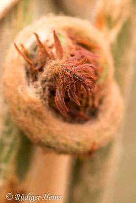 Osmunda regalis (Königsfarn), 22.5.2020