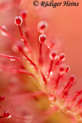 Drosera rotundifolia (Rundblättriger Sonnentau), 8.8.2016