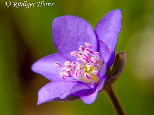 Hepatica nobilis (Leberblümchen)