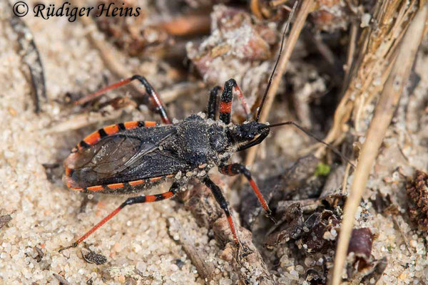 Rhynocoris annulatus (Geringelte Mordwanze), 23.8.2021