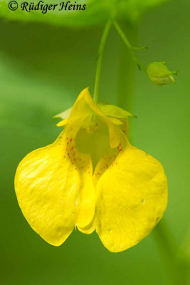 Impatiens noli-tangere (Großes Springkraut), 2.8.2017