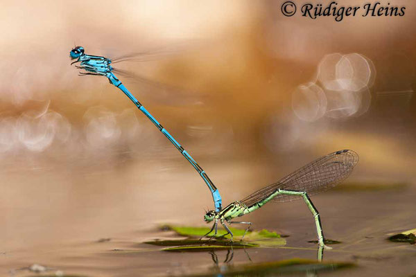 Coenagrion puella (Hufeisen-Azurjungfer) Eiablage, 31.5.2009