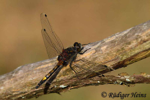 Leucorrhinia pectoralis (Große Moosjungfer), Männchen 22.5.2018
