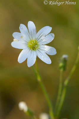 Cerastium arvense (Acker-Hornkraut), 9.6.2019