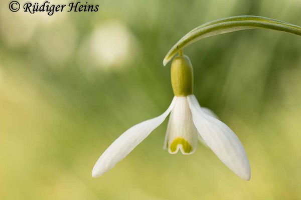 Galanthus nivalis (Schneeglöckchen)