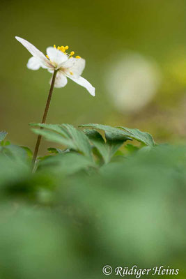 Buschwindröschen (Anemone nemorosa), 5.4.2024 - Makroobjektiv 100mm f/2.8