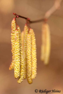 Corylus avellana, Gemeine Haselnuss