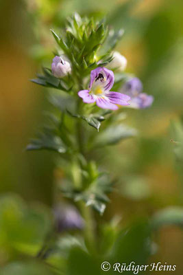 Euphrasia stricta (Steifer Augentrost), 15.9.2022