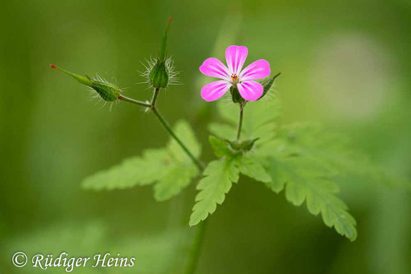 Geranium robertianum (Ruprechtskraut), 11.6.2017