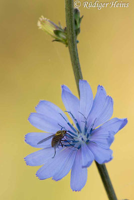 Cichorium intybus (Gemeine Wegwarte), 23.5.2024
