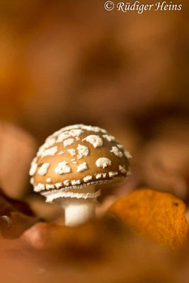 Amanita pantherina (Pantherpilz), 25.10.2019