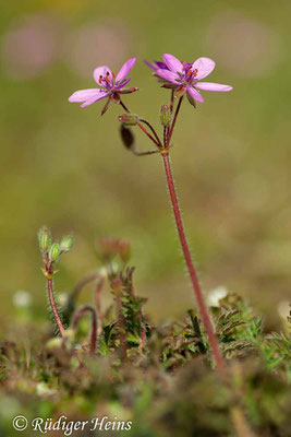 Erodium cicutarium (Gewöhnlicher Reiherschnabel), 19.4.2019