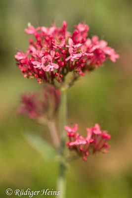 Centranthus ruber, Rote Spornblume