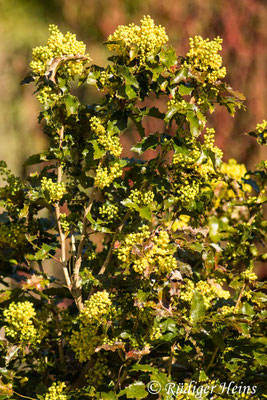 Mahonia aquifolium (Gewöhnliche Mahonie), 10.4.2020