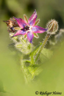 Borretsch (Borago officinalis), 22.11.2021 - Telezoom 150-600mm f/5-6,3