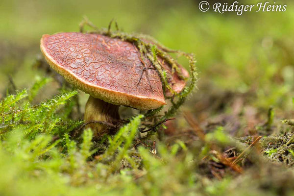 Xerocomellus chrysenteron (Gemeiner Rotfußröhrling), 1.10.2022