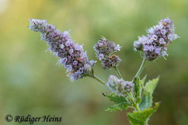 Mentha longifolia (Rossminze), 14.8.2023