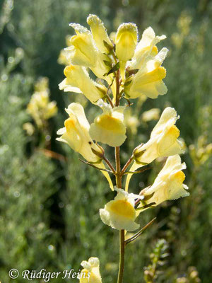 Linaria vulgaris (Echtes Leinkraut), 4.7.2019