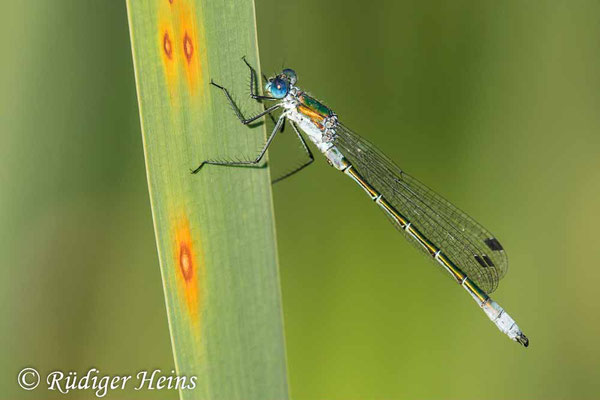Lestes dryas (Glänzende Binsenjungfer) Männchen, 15.7.2023