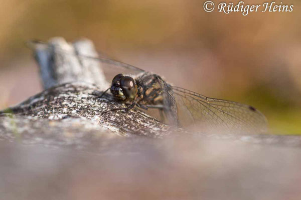 Sympetrum danae (Schwarze Heidelibelle) Männchen, 21.9.2022