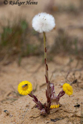 Tussilago farfara (Huflattich)