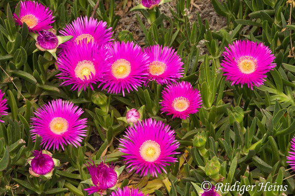 Carpobrotus edulis (Essbare Mittagsblume), 5.5.2019
