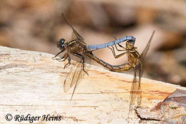 Orthetrum coerulescens (Kleiner Blaupfeil) Paarung