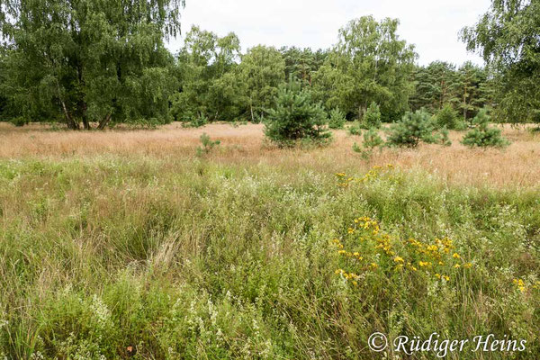 Eutolmus rufibarbis (Barbarossa-Fliege) Habitat,  29.7.2020