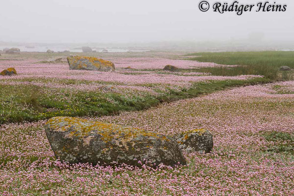 Armeria maritima (Strand-Grasnelke), 4.6.2014