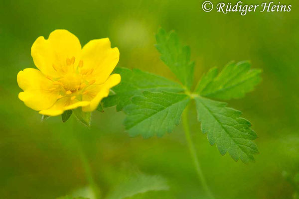 Potentilla reptans (Kriechendes Fingerkraut), 16.6.2022