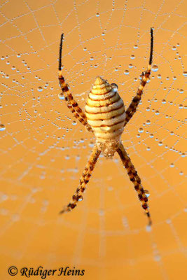 Argiope trifasciata
