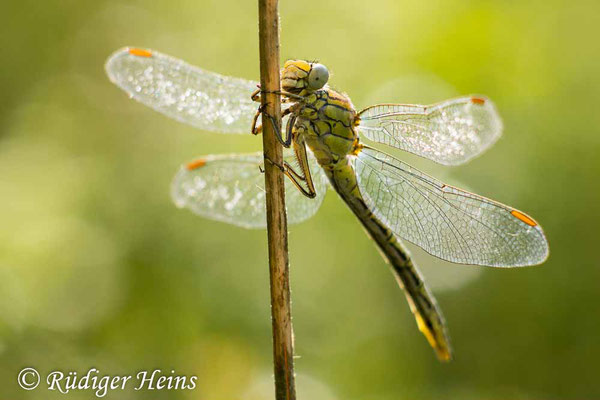Gomphus pulchellus (Westliche Keiljungfer) Weibchen, 6.6.2024