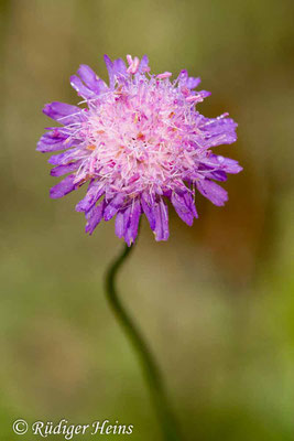 Knautia arvensis (Acker-Witwenblume), 6.10.2019
