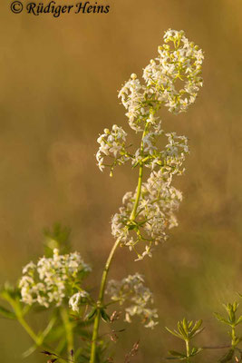 Galium mollugo (Wiesen-Labkraut), 14.7.2020