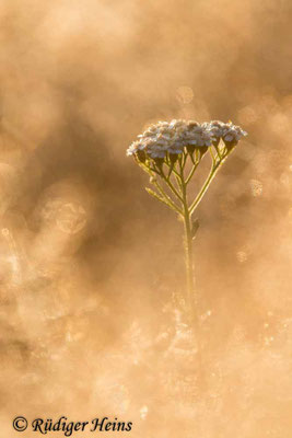 Achillea millefolium (Gemeine Schafgarbe)