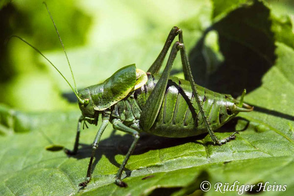 Polysarcus denticauda (Wanstschrecke) Männchen