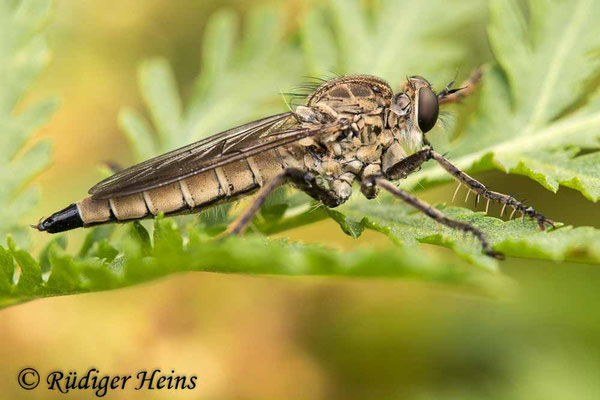 Philonicus albiceps (Sand-Raubfliege) Weibchen