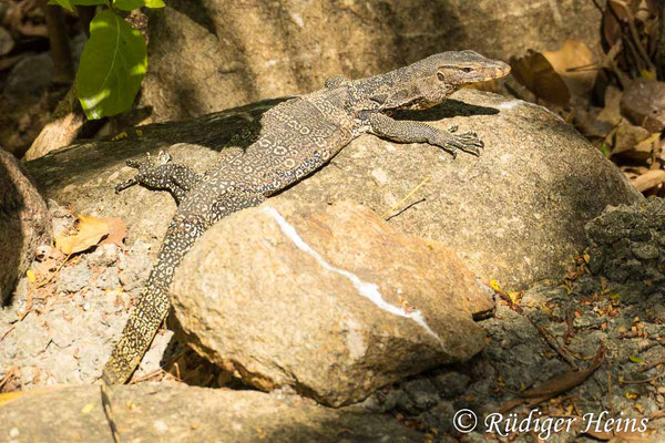 Bindenwaran (Varanus salvator), 25.01.2023 - Panasonic DMC-FZ 1000