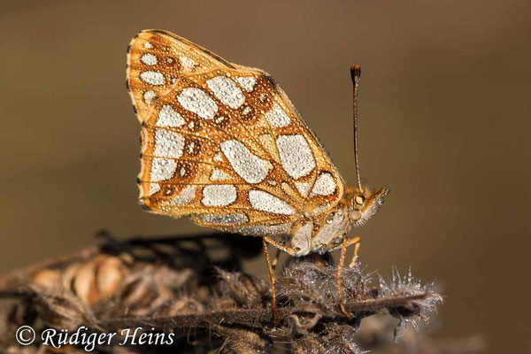 Issoria lathonia (Kleiner Perlmuttfalter), 30.8.2020