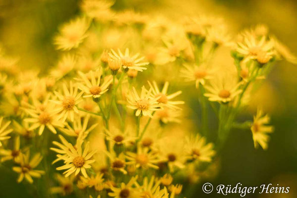 Senecio jacobaea (Jakobs-Greiskraut)
