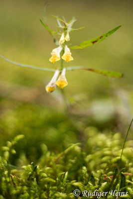 Melampyrum pratense (Wiesen-Wachtelweizen), 8.8.2023