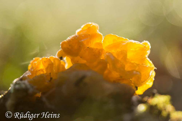 Tremella mesenterica (Goldgelber Zitterling), 21.12.2021