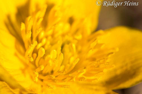 Caltha palustris (Sumpfdotterblume)