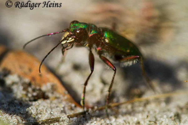 Cicindela campestris (Feld-Sandlaufkäfer), 12.8.2020
