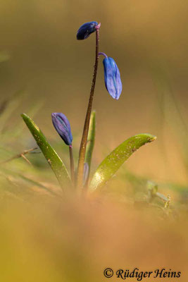 Scilla siberica (Sibirischer Blaustern), 5.3.2022