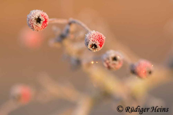 Crataegus monogyna (Eingriffeliger Weißdorn)