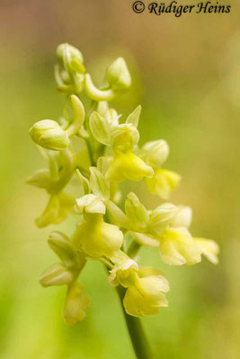 Orchis pallens (Blasses Knabenkraut), 1.5.2015